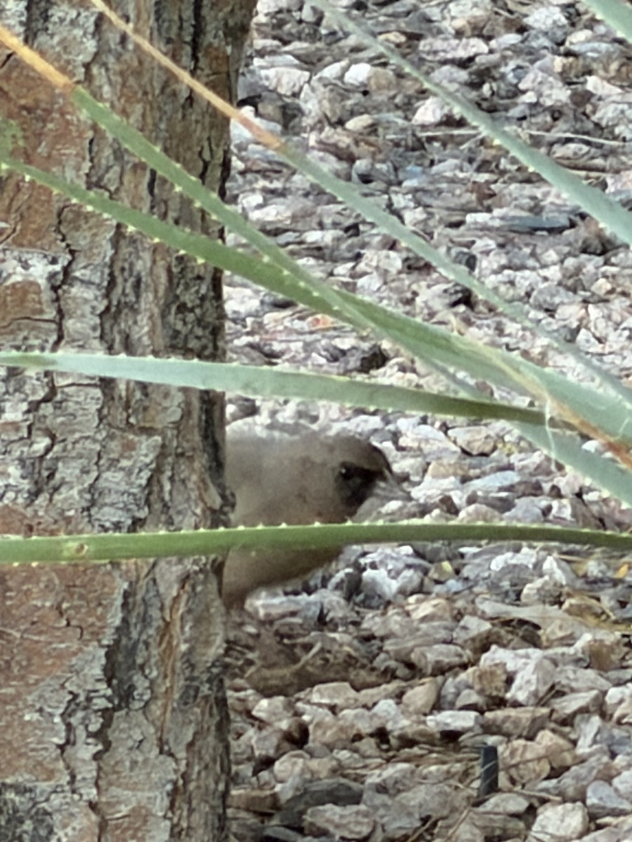 Abert's Towhee - ML647079408