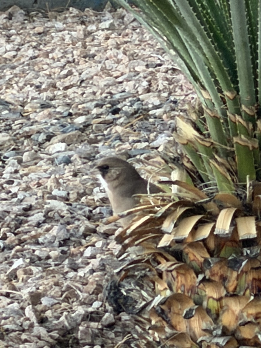 Abert's Towhee - ML647079415