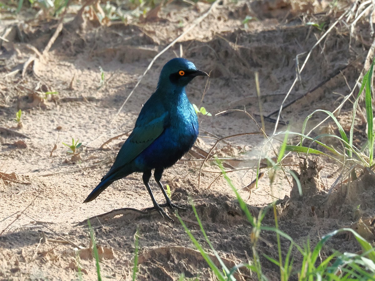 Cape Starling - ML647079422