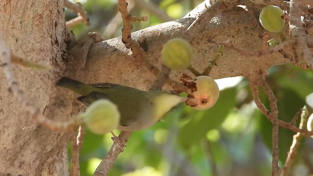 Abyssinian White-eye - ML647079423