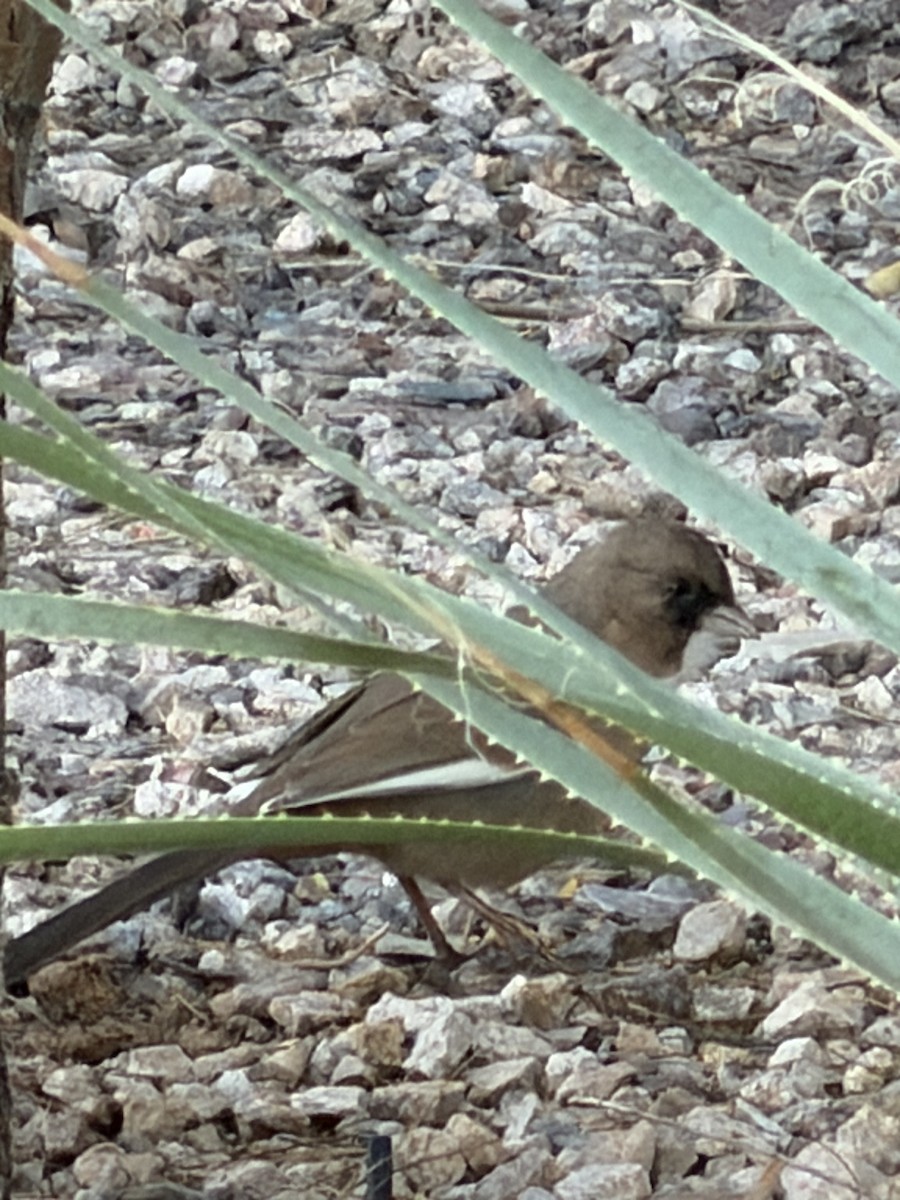Abert's Towhee - ML647079436