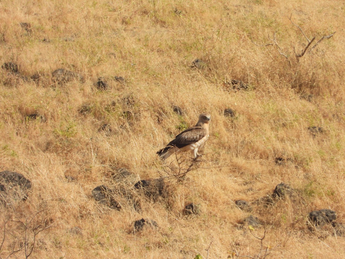 Short-toed Snake-Eagle - ML647079437