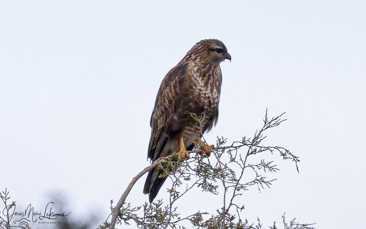 Канюк - ML647079452