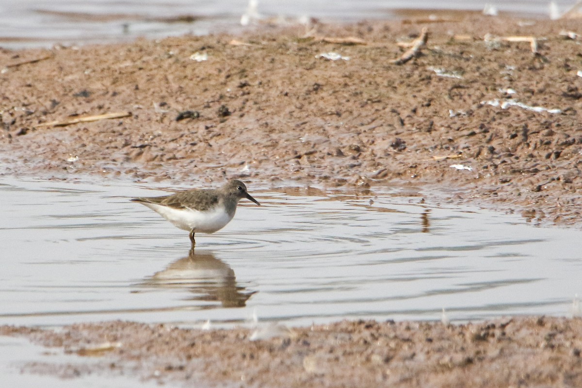 オジロトウネン - ML647079458