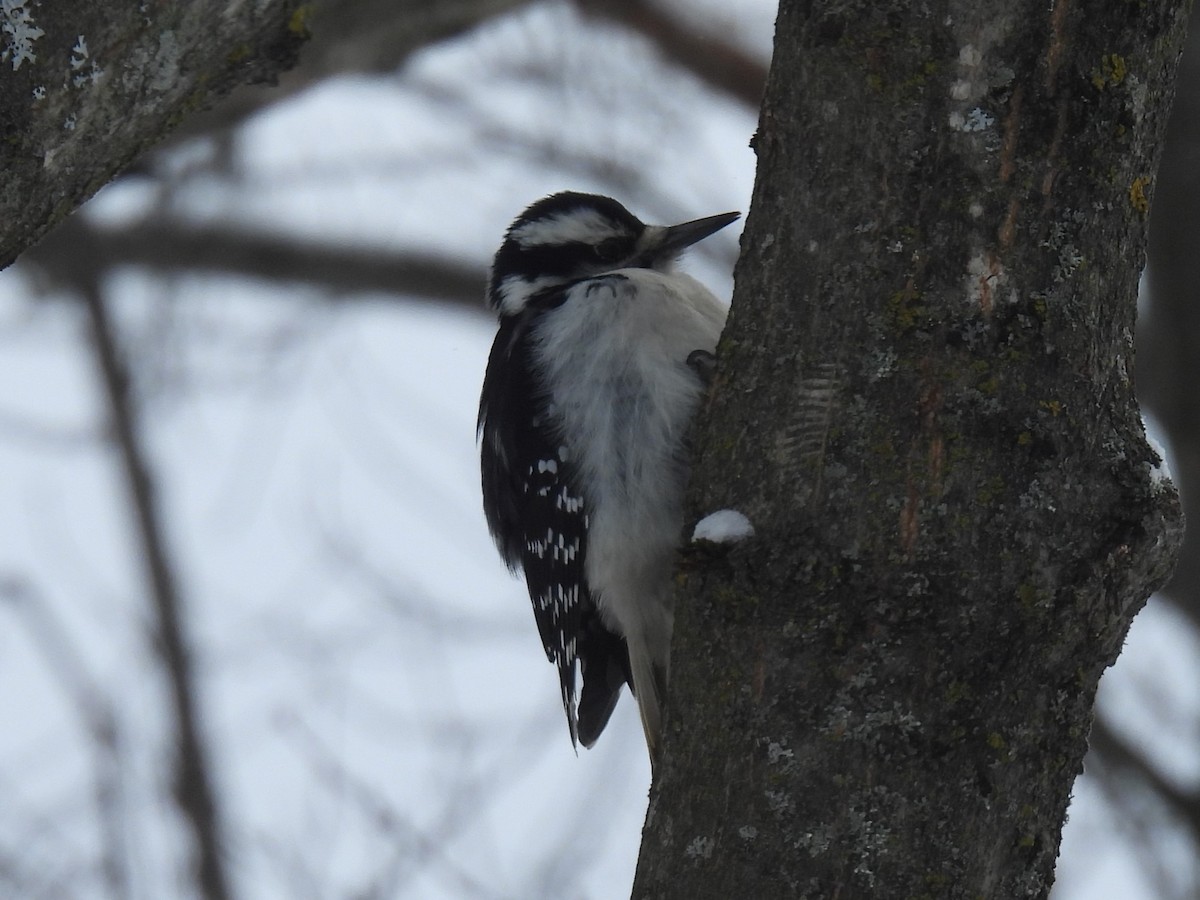 Hairy Woodpecker - ML647079461
