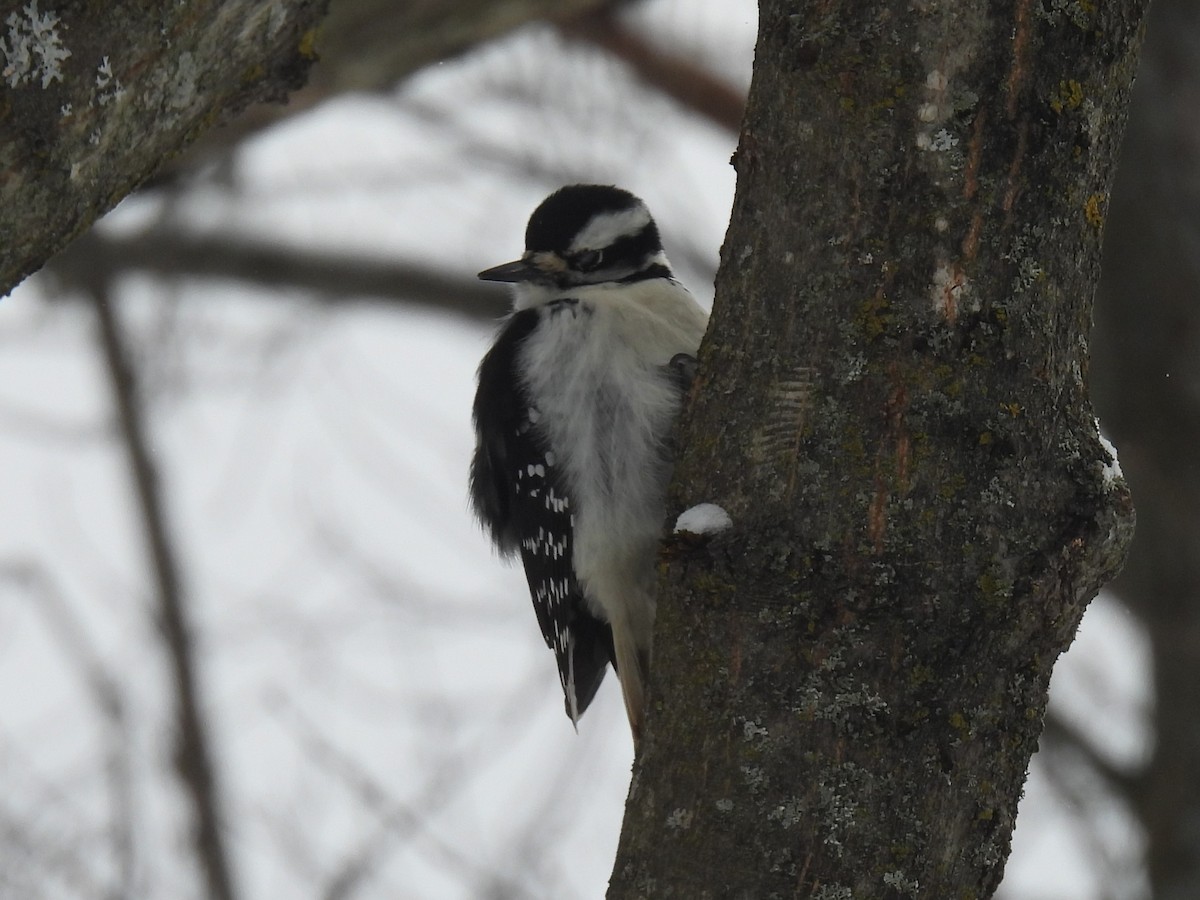 Hairy Woodpecker - ML647079462