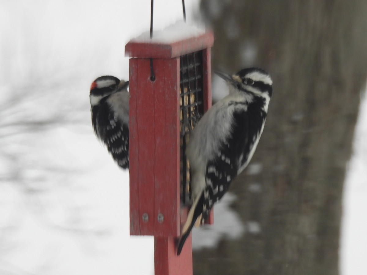 Hairy Woodpecker - ML647079463