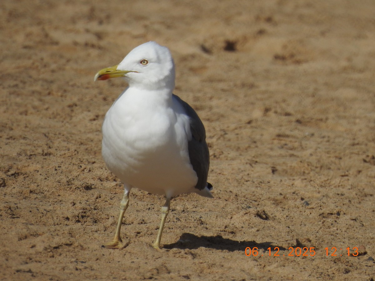 Yellow-legged Gull - ML647079465