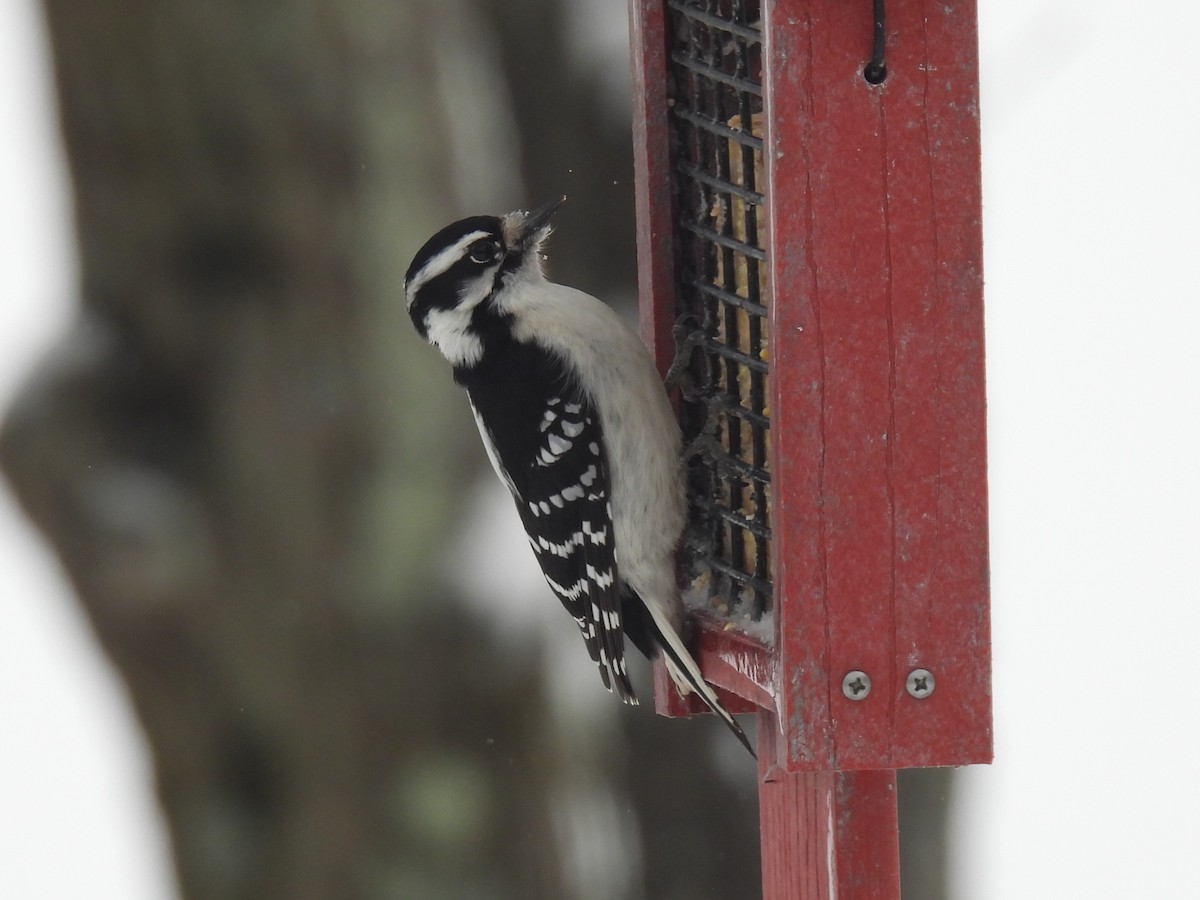 Downy Woodpecker - ML647079472