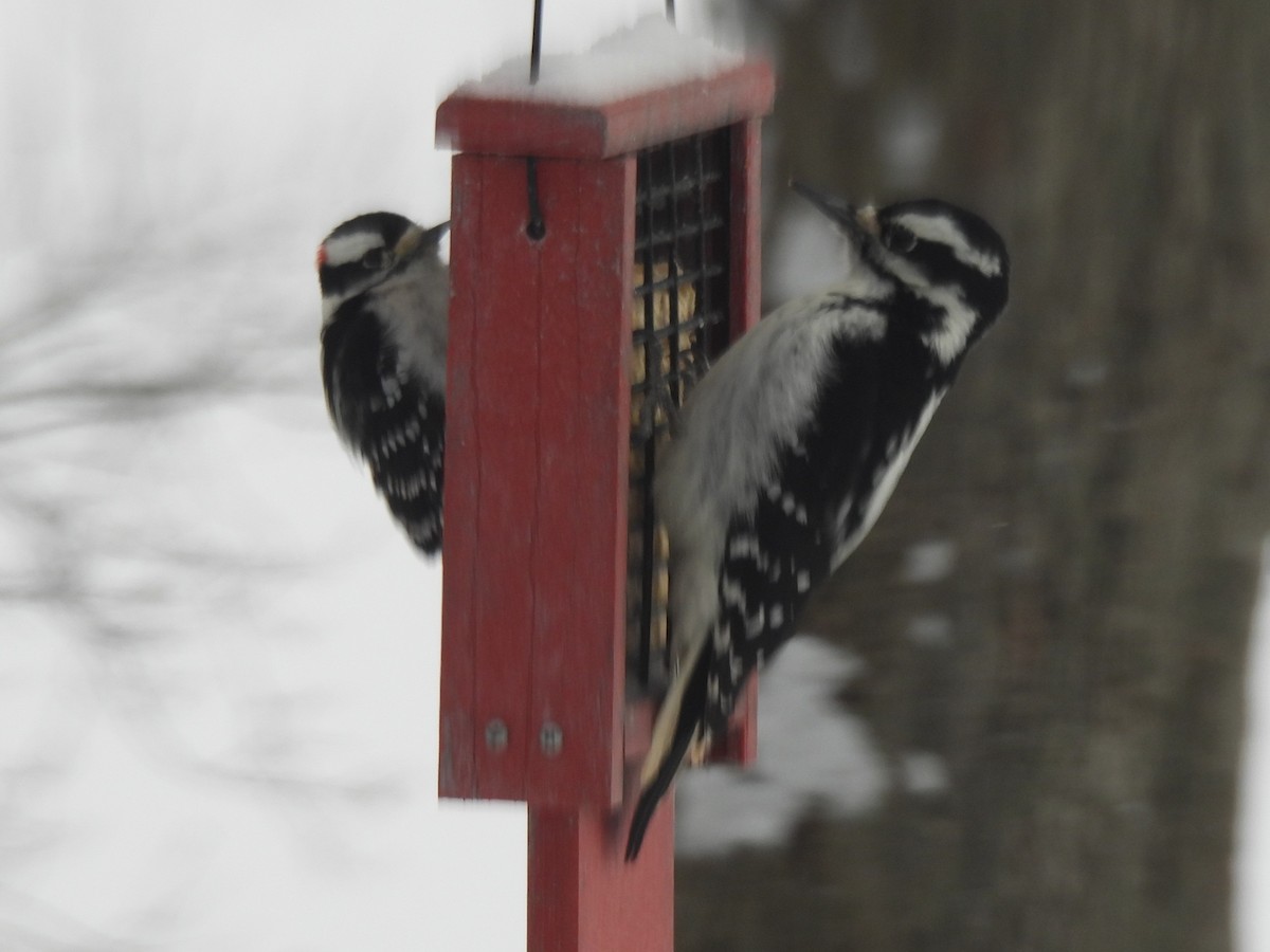 Downy Woodpecker - ML647079473