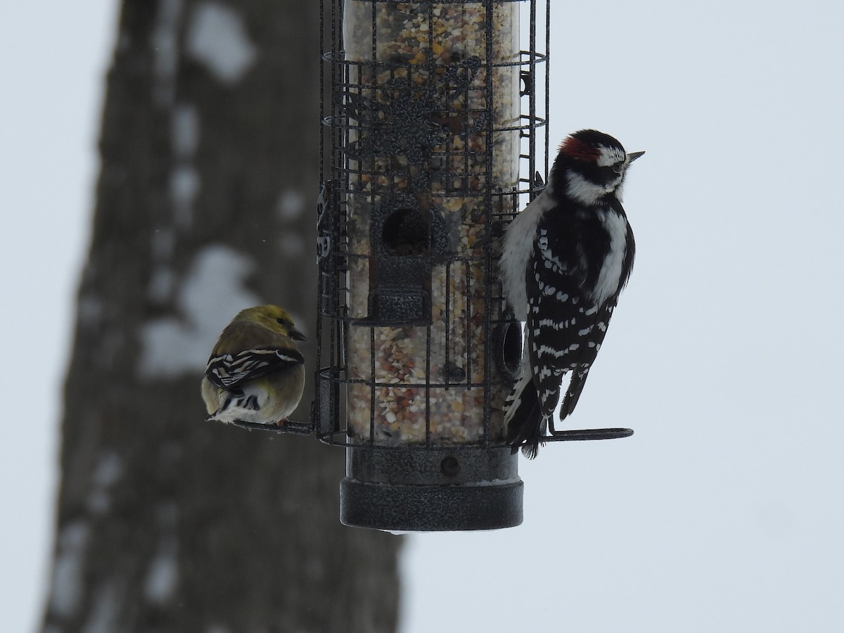 Downy Woodpecker - ML647079474