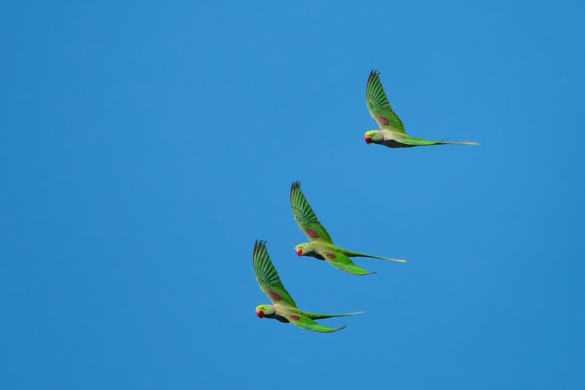 İskender Papağanı - ML647079475