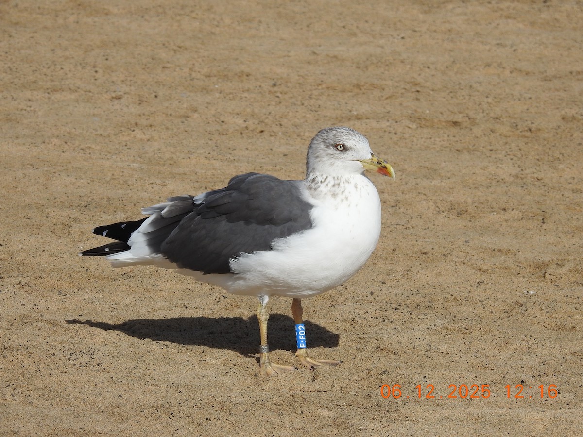 Lesser Black-backed Gull - ML647079481