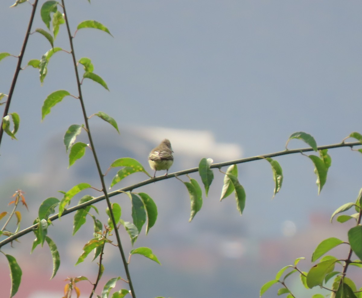 Желтобрюхая эления - ML647079482