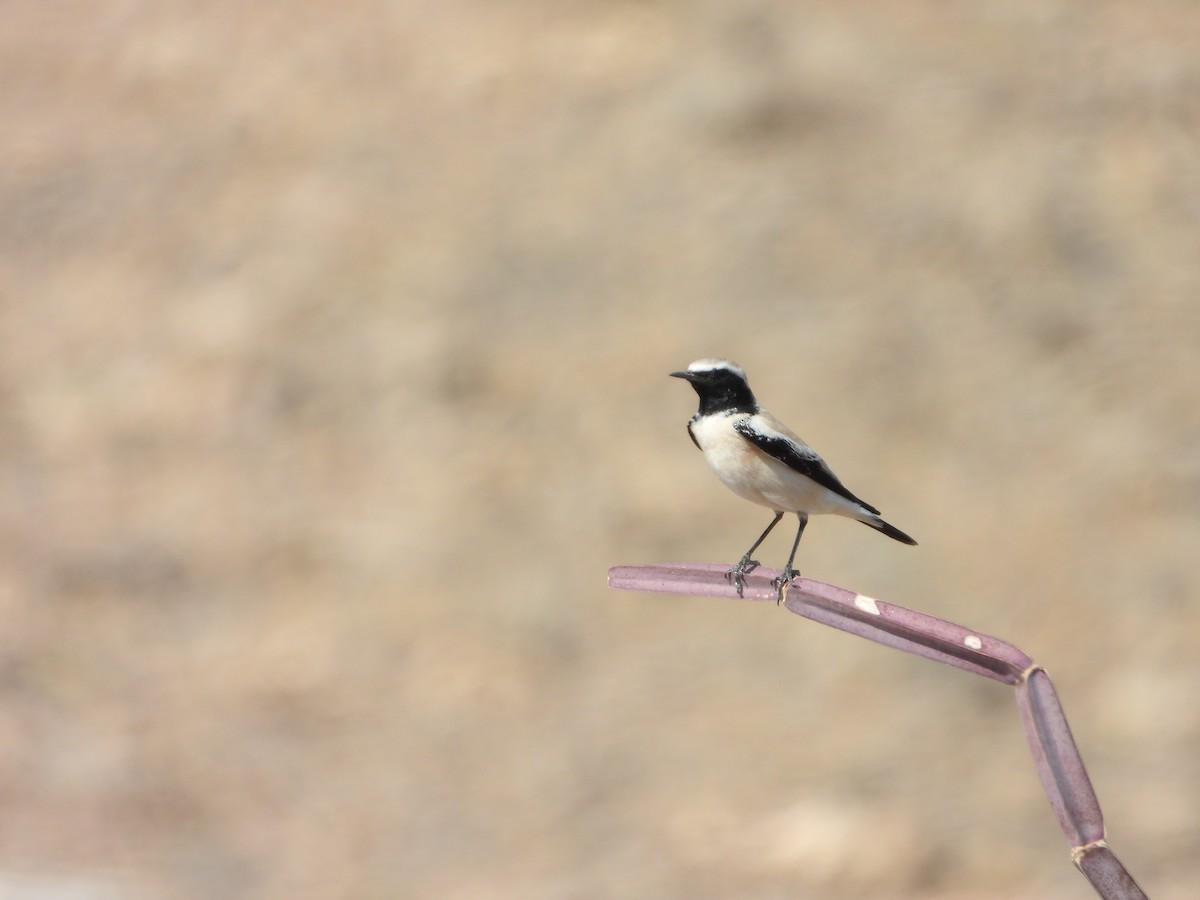 Desert Wheatear - ML647079486