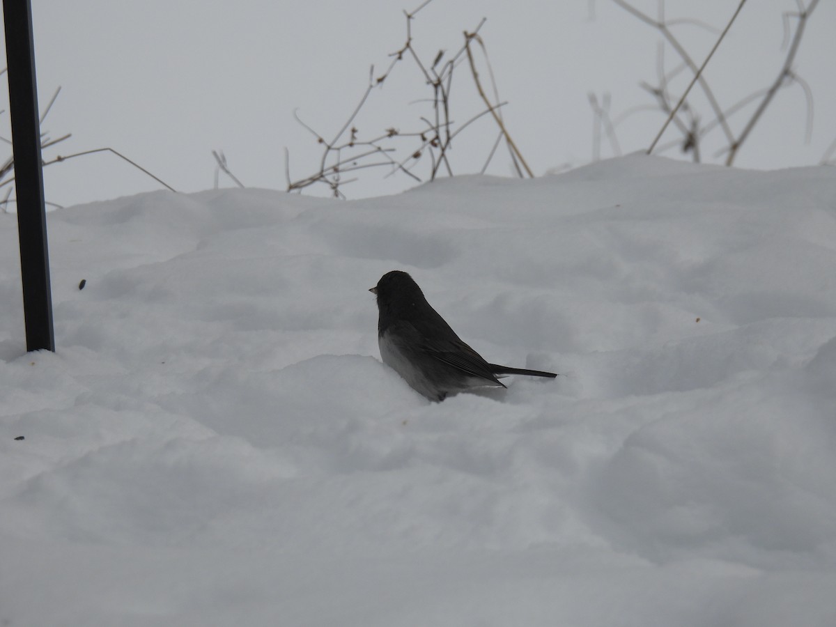 Dark-eyed Junco - ML647079489
