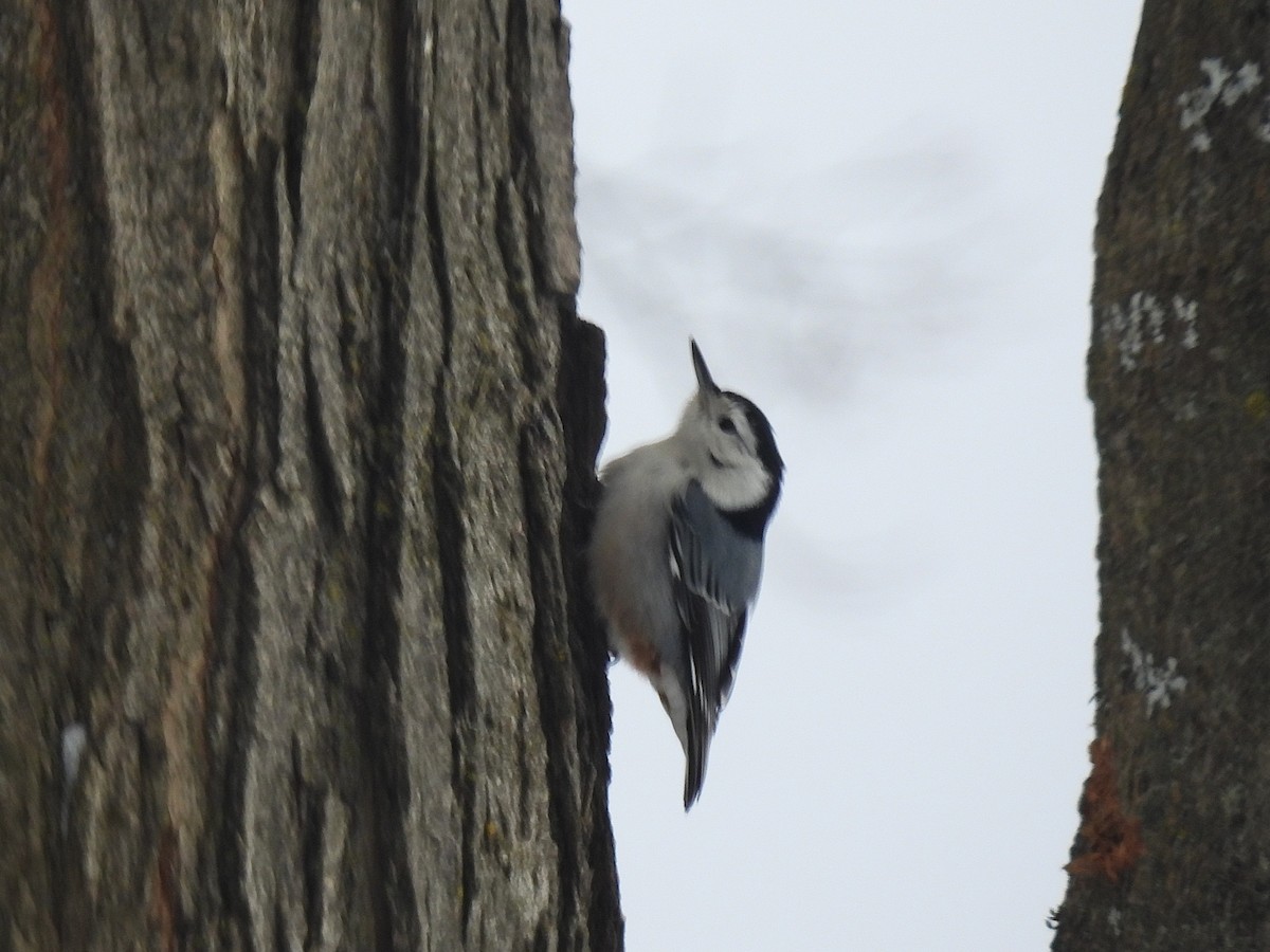 White-breasted Nuthatch - ML647079492