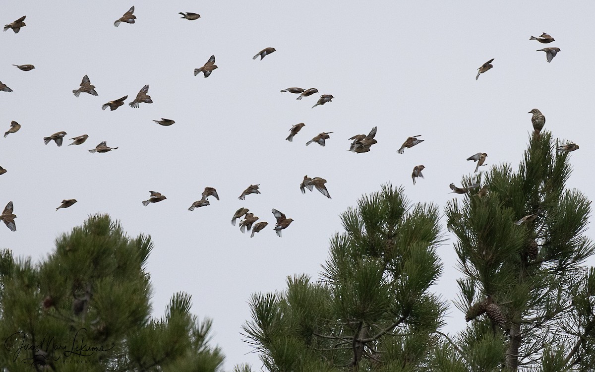 Коноплянка - ML647079493