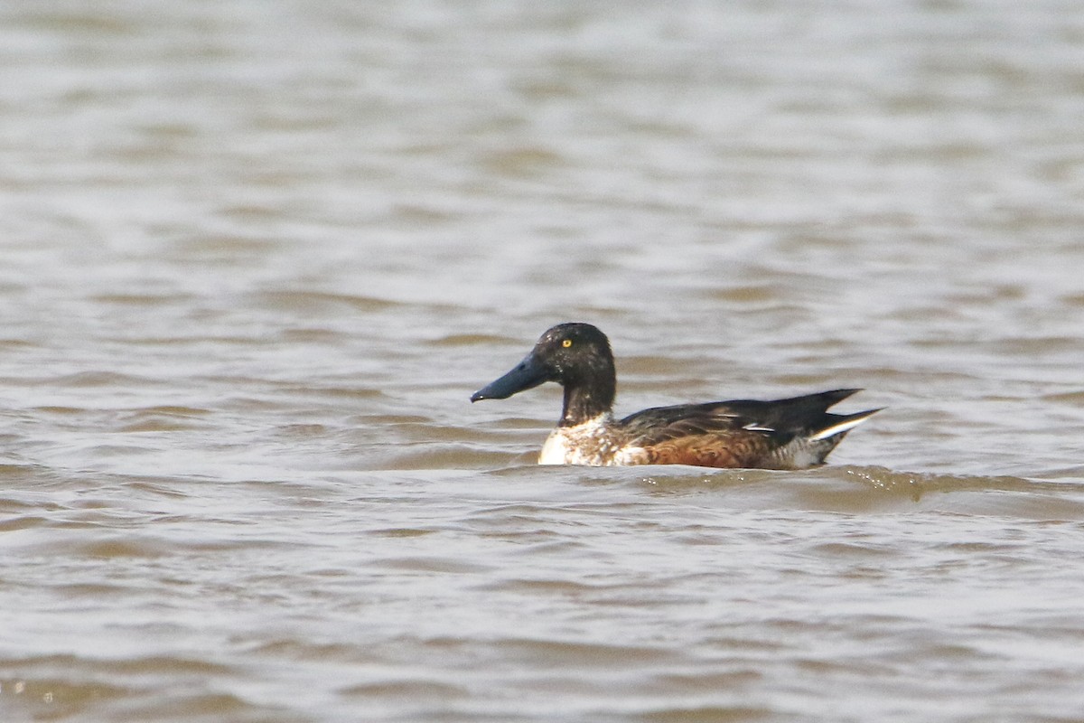 ハシビロガモ - ML647079497