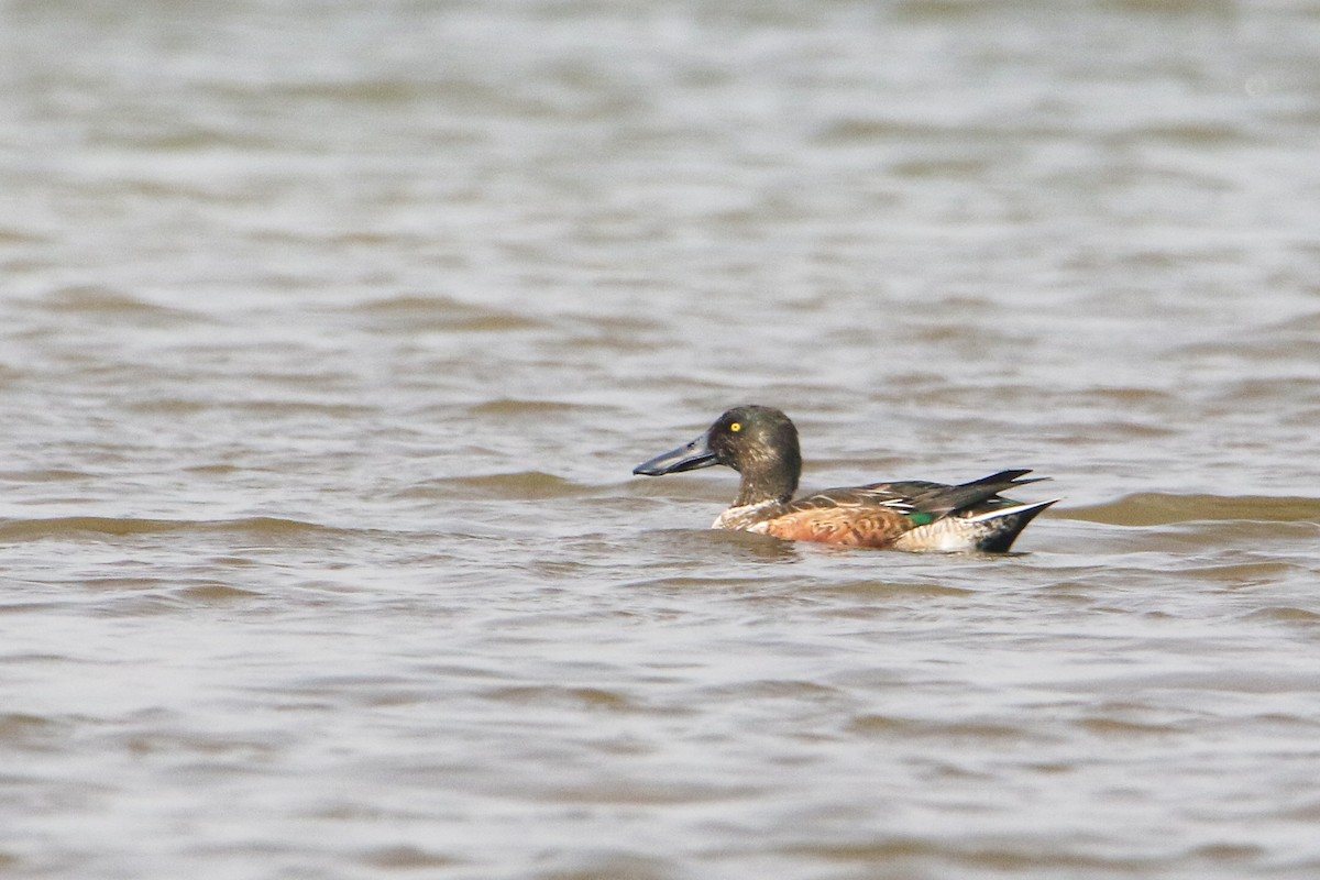 ハシビロガモ - ML647079498