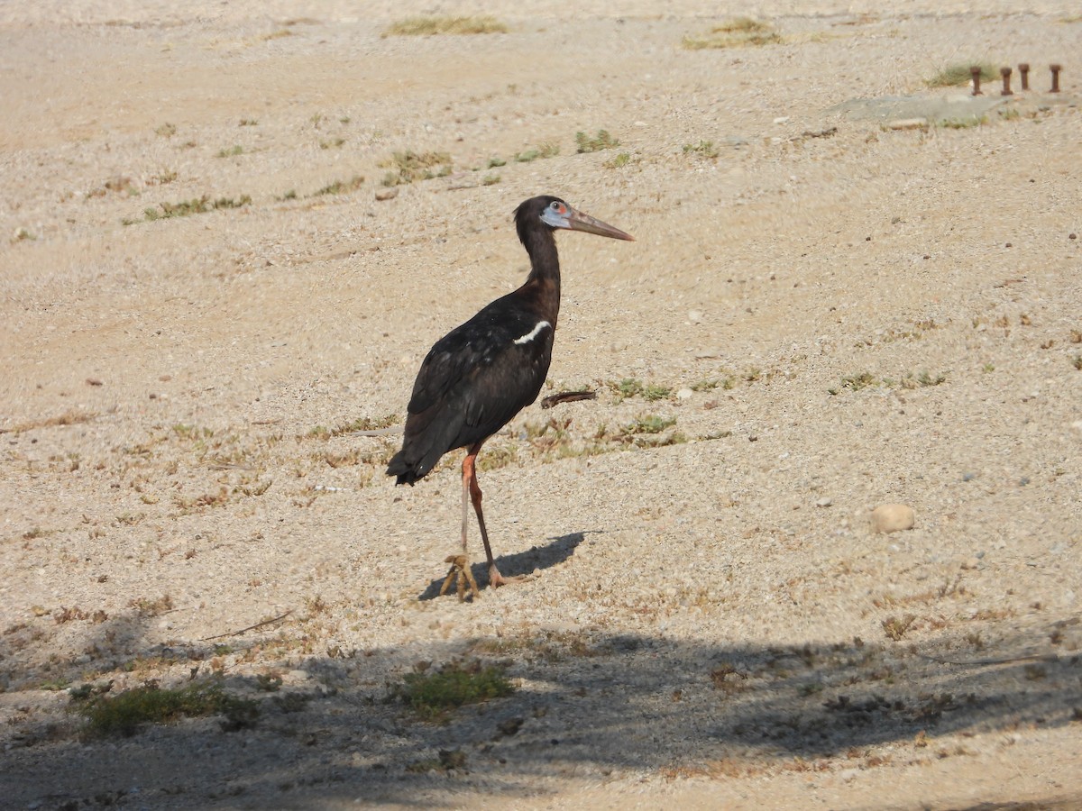 Abdim's Stork - ML647079499