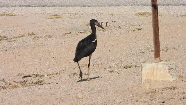Abdim's Stork - ML647079501