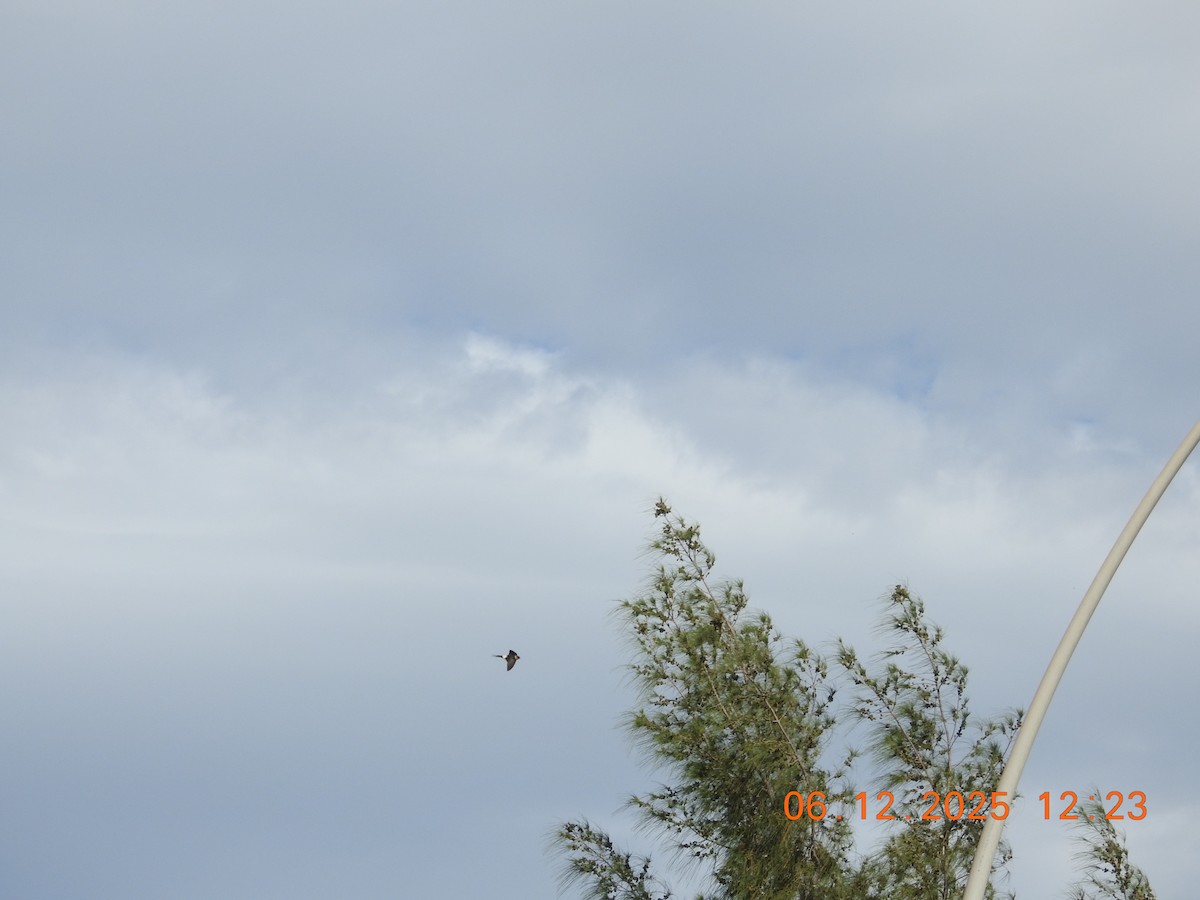 Barn Swallow - ML647079509