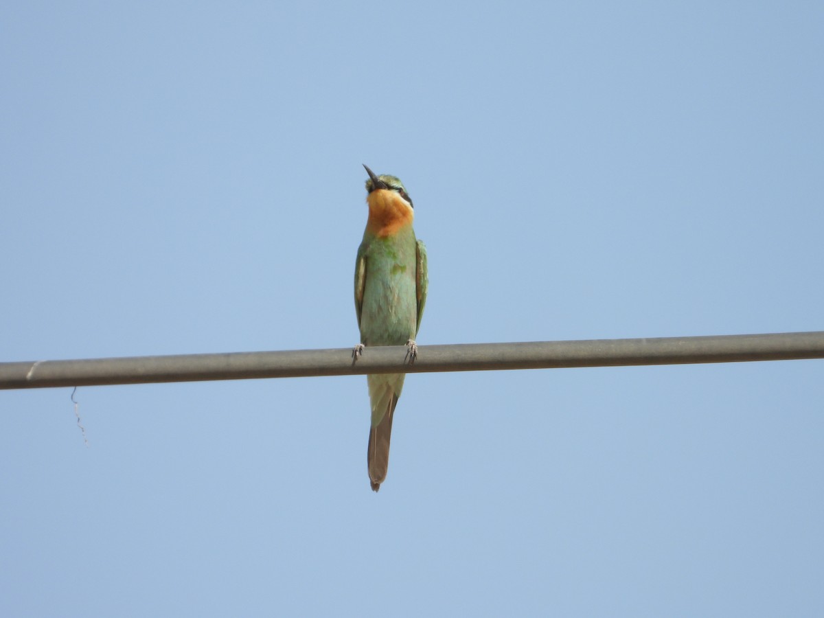 Blue-cheeked Bee-eater - ML647079511