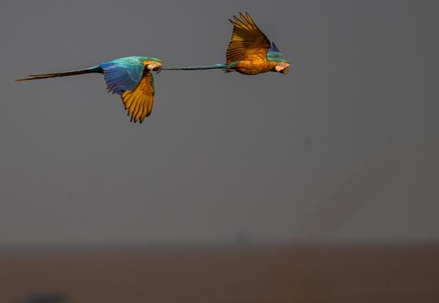 Blue-and-yellow Macaw - ML647079513