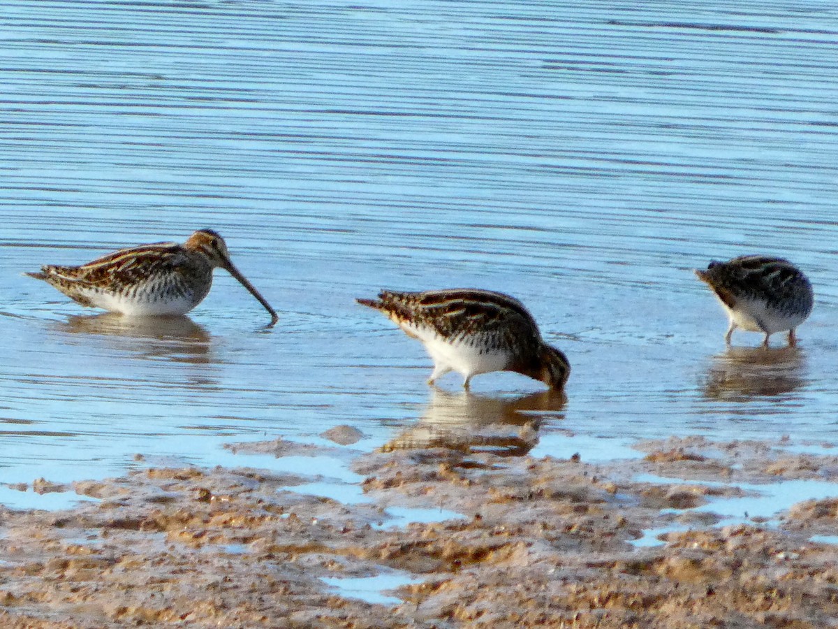 חרטומית ביצות - ML647079515