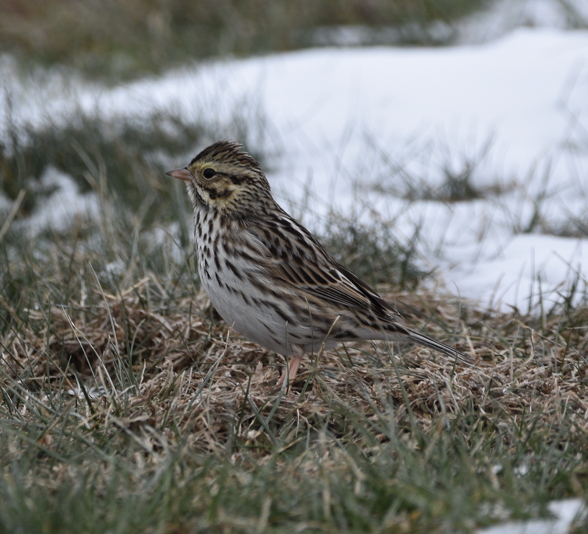 Пасовник савановий - ML647079516