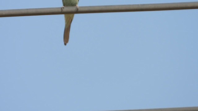Blue-cheeked Bee-eater - ML647079517