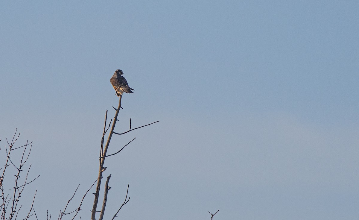 Peregrine Falcon (North American) - ML647079520