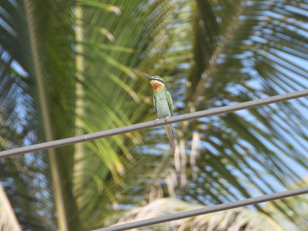 Blue-cheeked Bee-eater - ML647079522