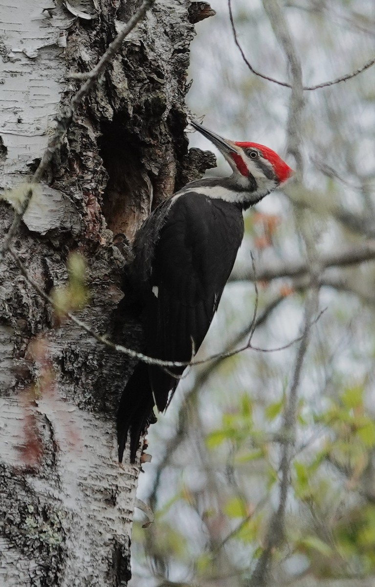 Picamaderos Norteamericano - ML647079524