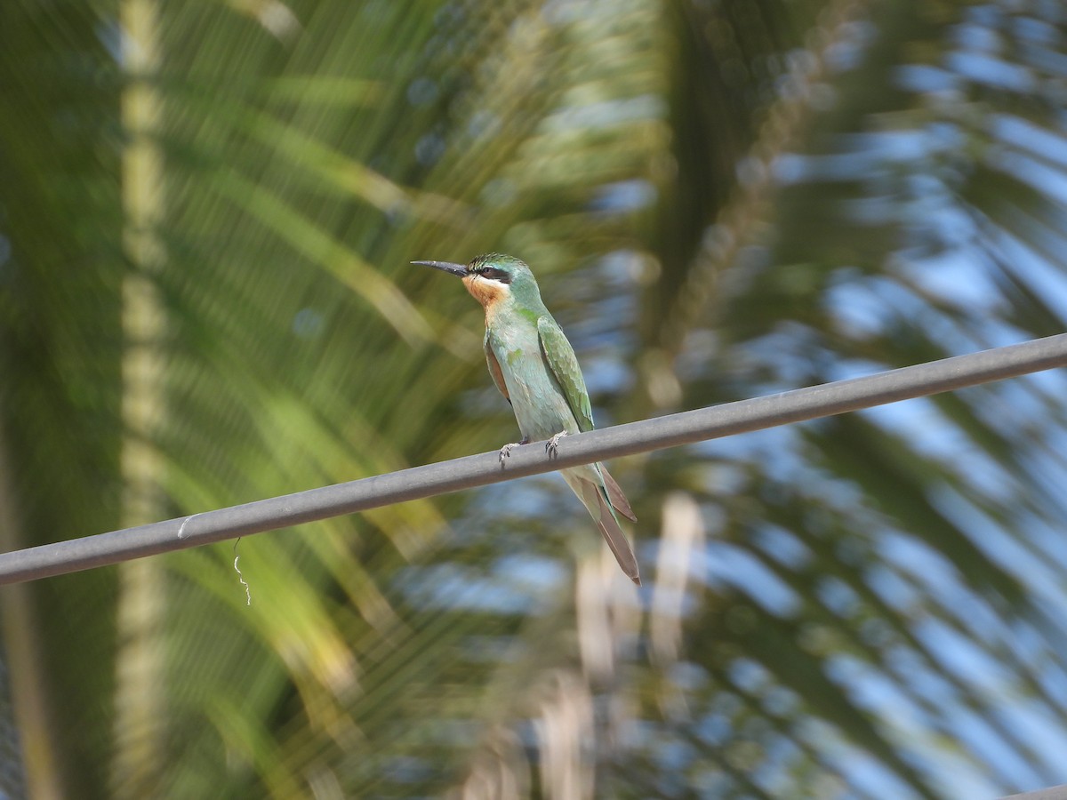 Blue-cheeked Bee-eater - ML647079526