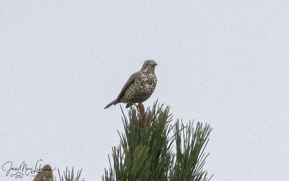 Деряба - ML647079529