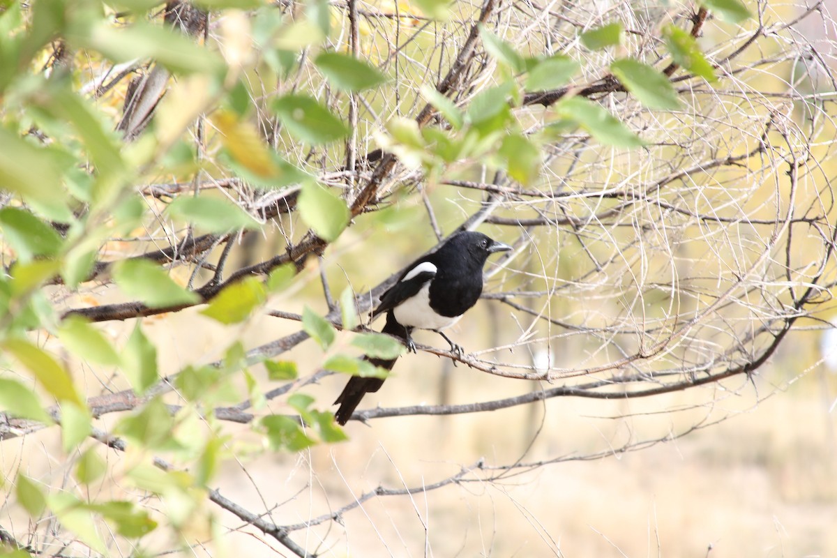 straka americká - ML647079540