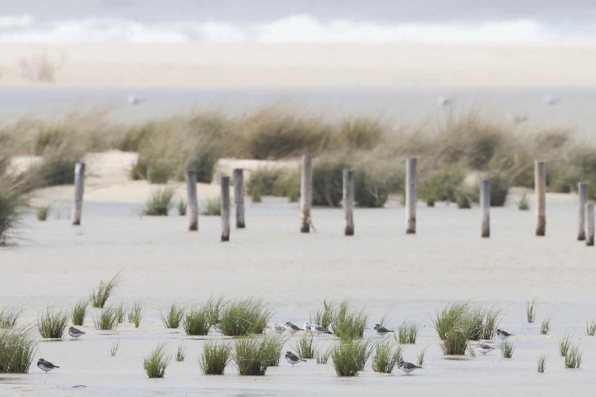 Гурвалж элсэг - ML647079541