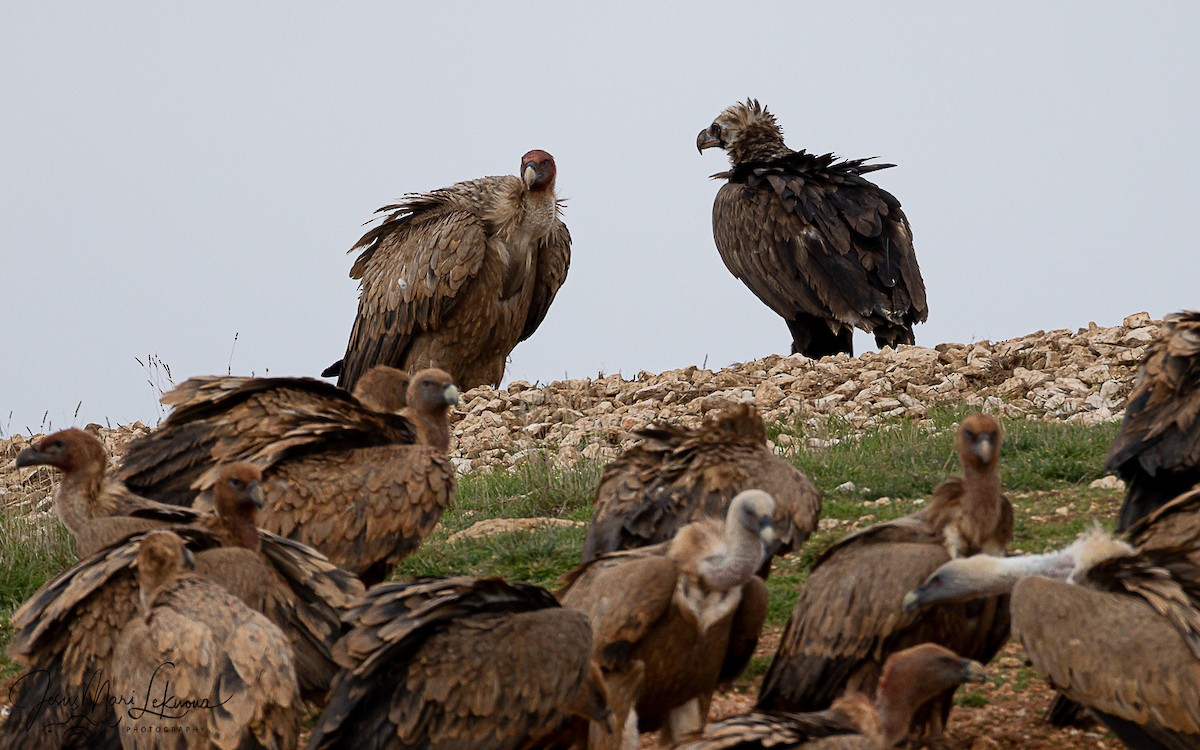 Buitre Negro - ML647079548