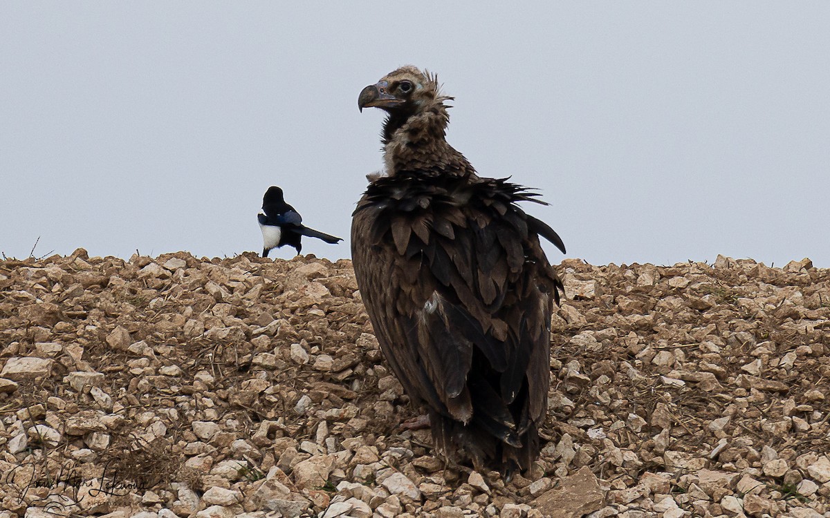 Buitre Negro - ML647079549