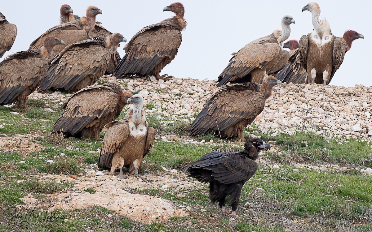 Buitre Negro - ML647079550