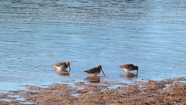 Common Snipe - ML647079551