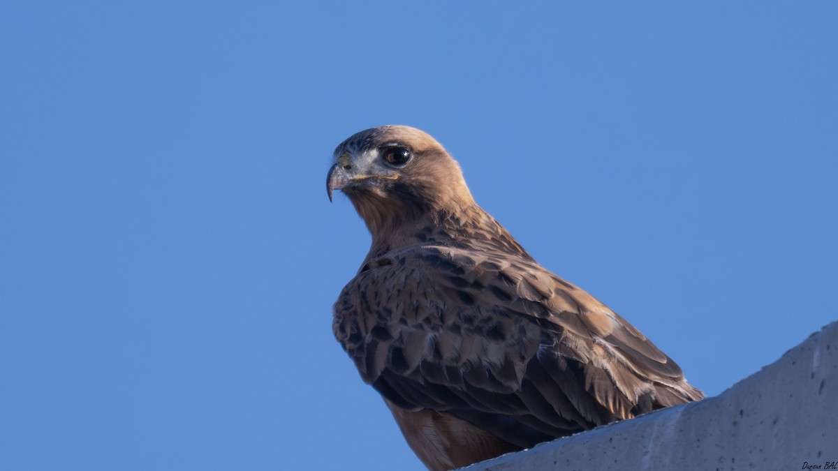 Kızıl Şahin - ML647079562