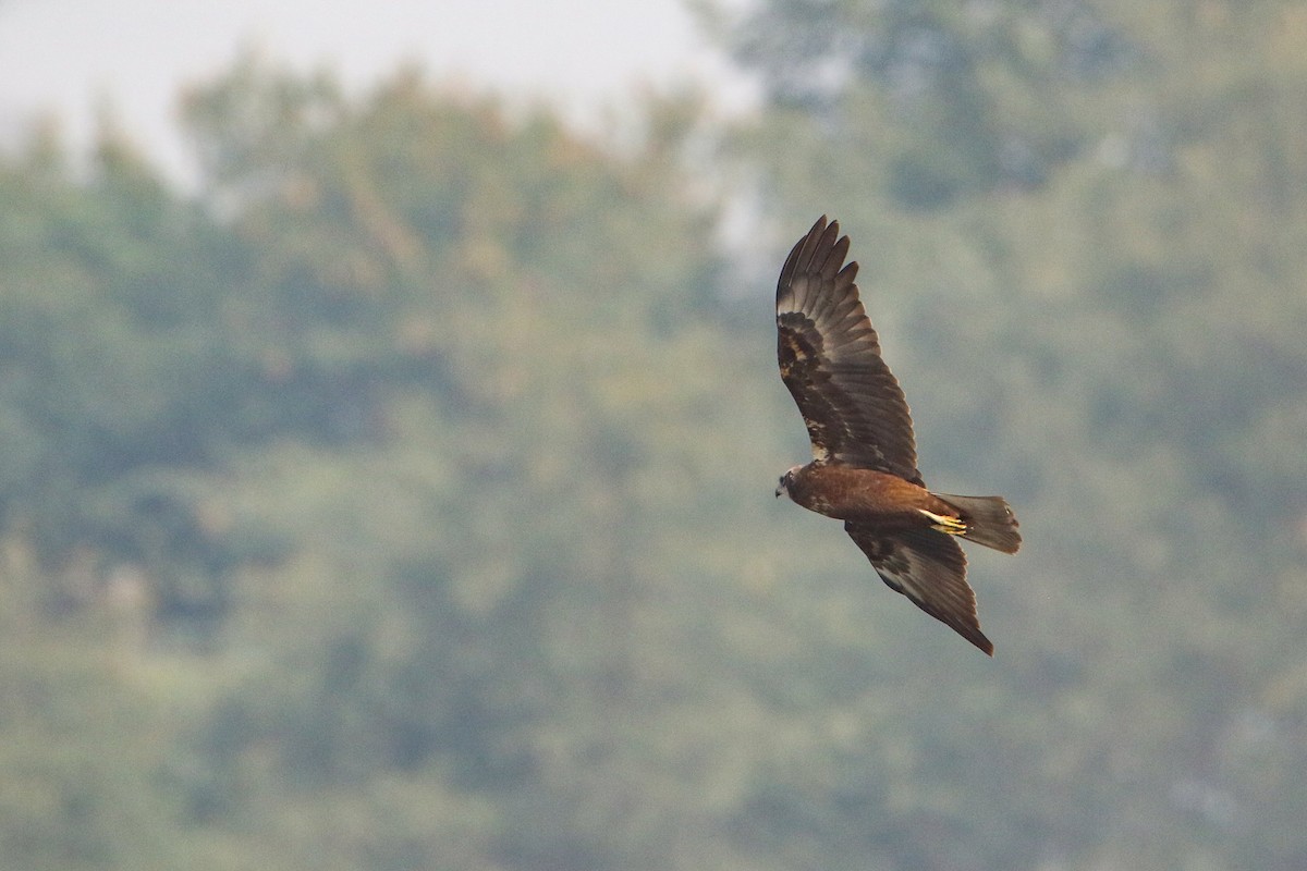 ヨーロッパチュウヒ - ML647079563