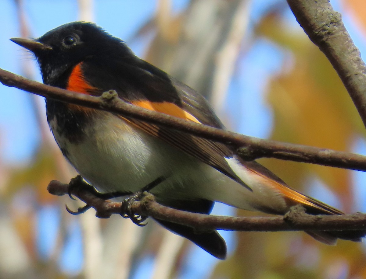 סבכון חכלילי - ML647079568