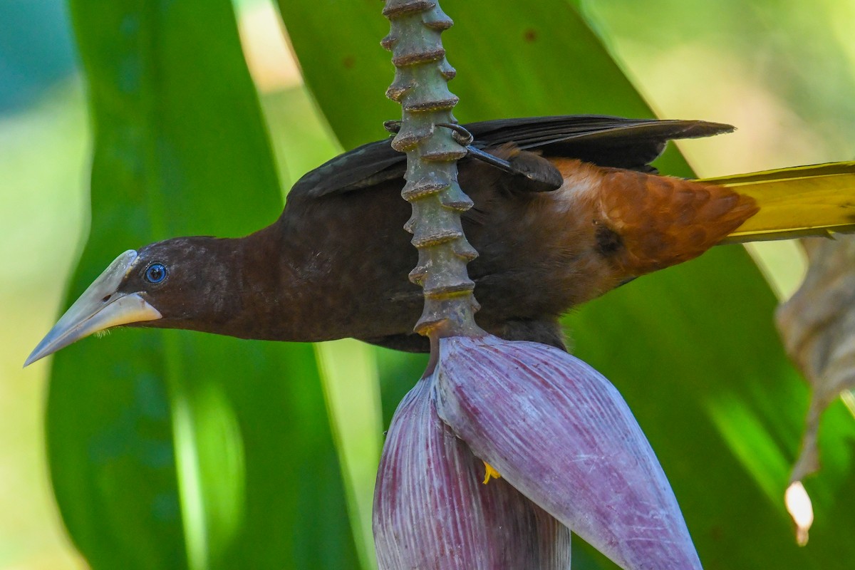 Chestnut-headed Oropendola - ML647079571