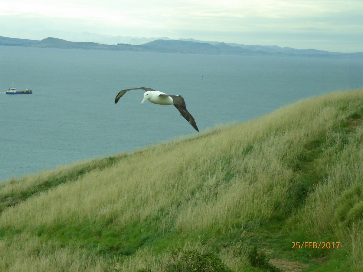 Northern Royal Albatross - ML647079572