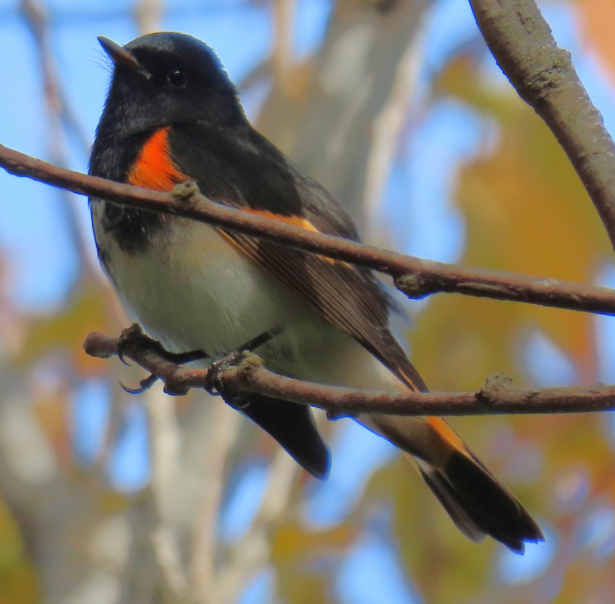 סבכון חכלילי - ML647079573