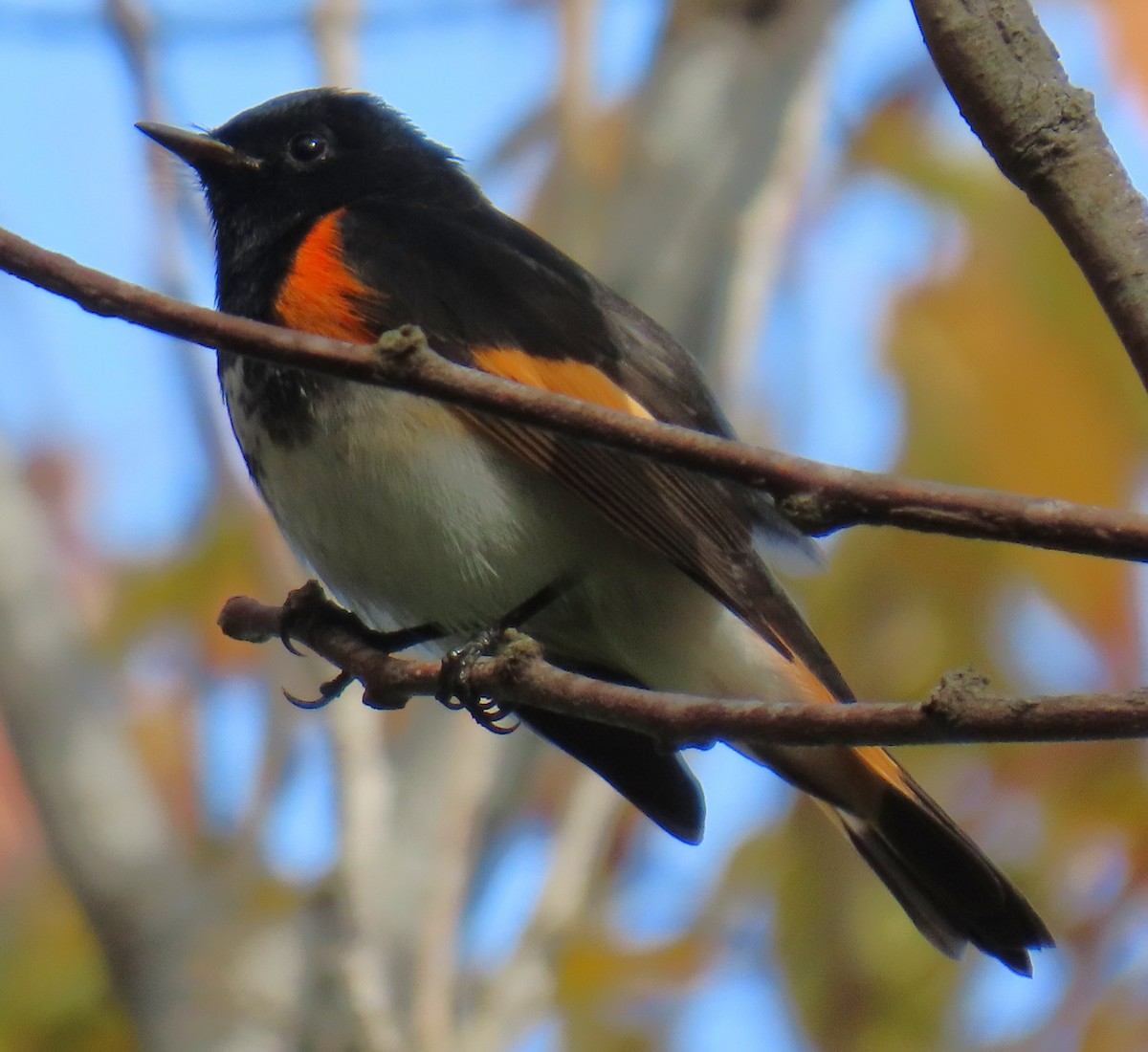 סבכון חכלילי - ML647079578